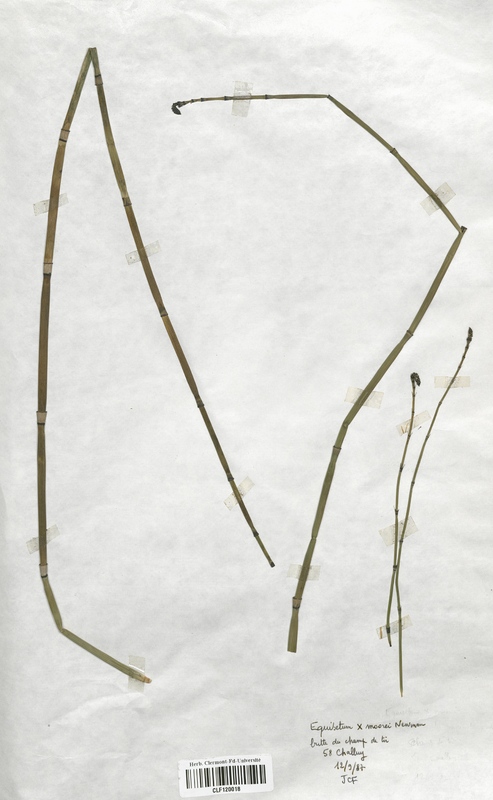 Equisetum x moovei (Equisetaceae)