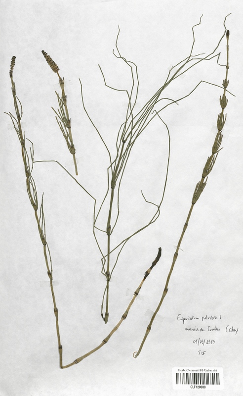 Equisetum palustre (Equisetaceae)