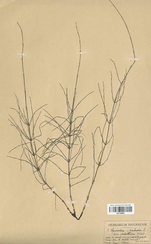 Equisetum palustre (Equisetaceae)