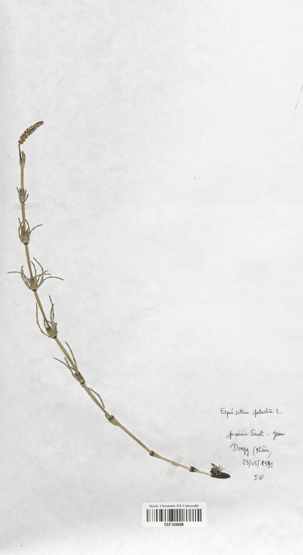 Equisetum palustre (Equisetaceae)