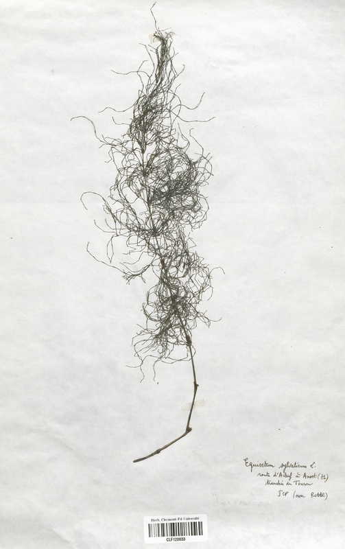 Equisetum sylvaticum (Equisetaceae)