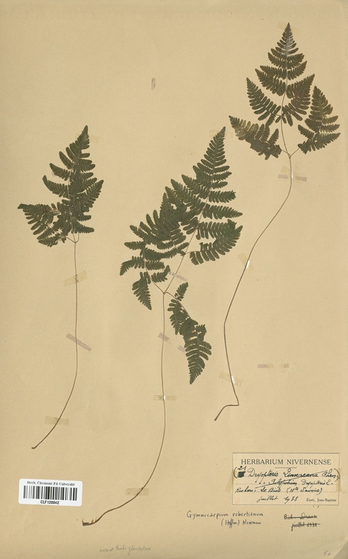 Gymnocarpium robertanianum (Cystopteridaceae)