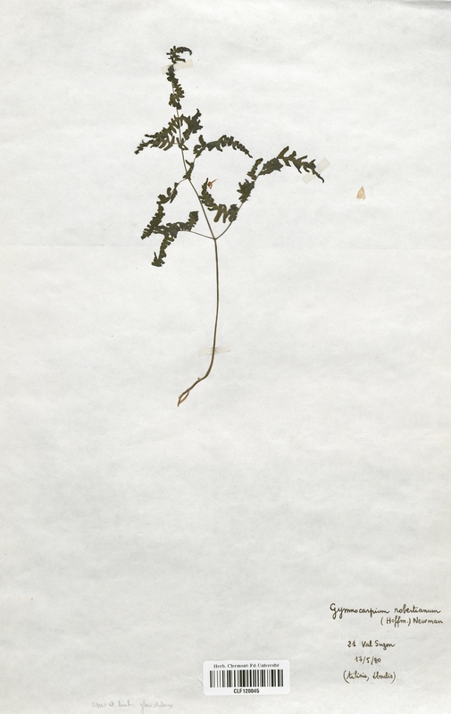 Gymnocarpium robertanianum (Cystopteridaceae)