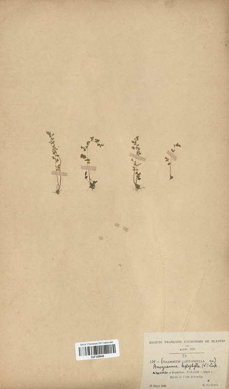 Grammitis leptophylla (Cystopteridaceae)