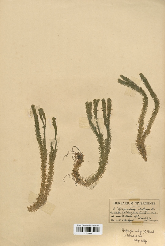 Huperzia selago (Lycopodiaceae)