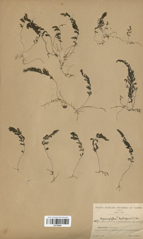 Hymenophyllum tunbridgense (Hymenophyllaceae)