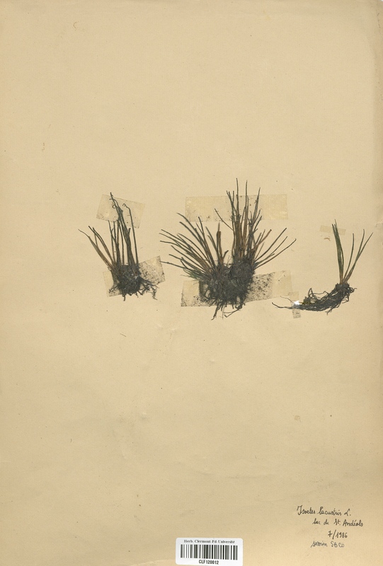 Isoetes lacustris (Isoetaceae)