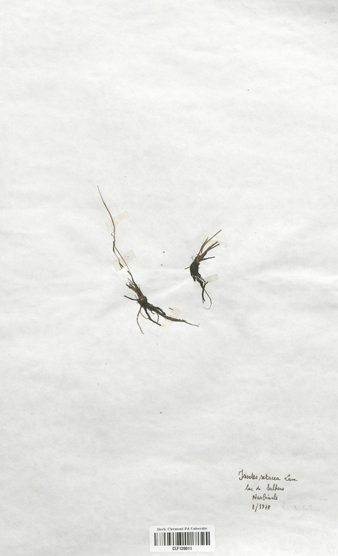 Isoetes setacea (Isoetaceae)