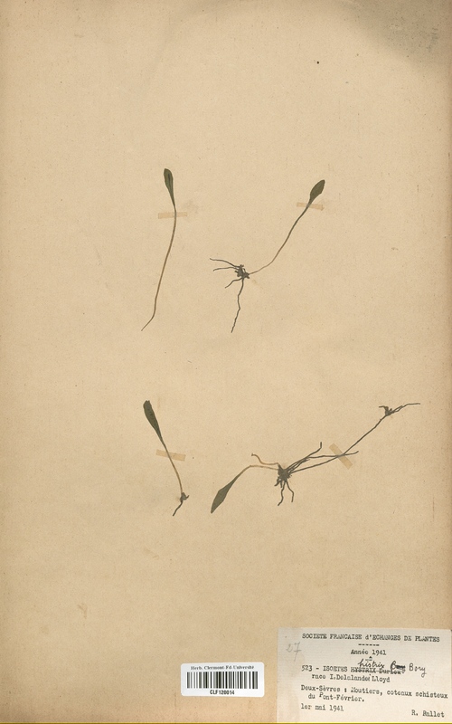 Isoetes histrix (Isoetaceae)