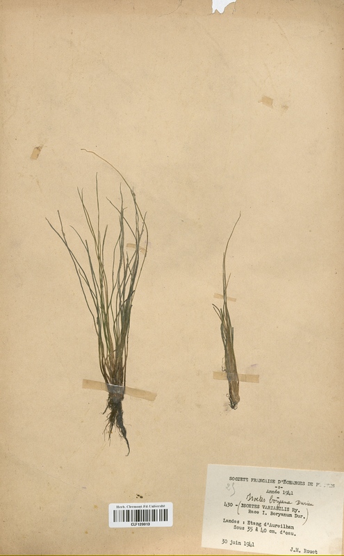 Isoetes variabilis (Isoetaceae)