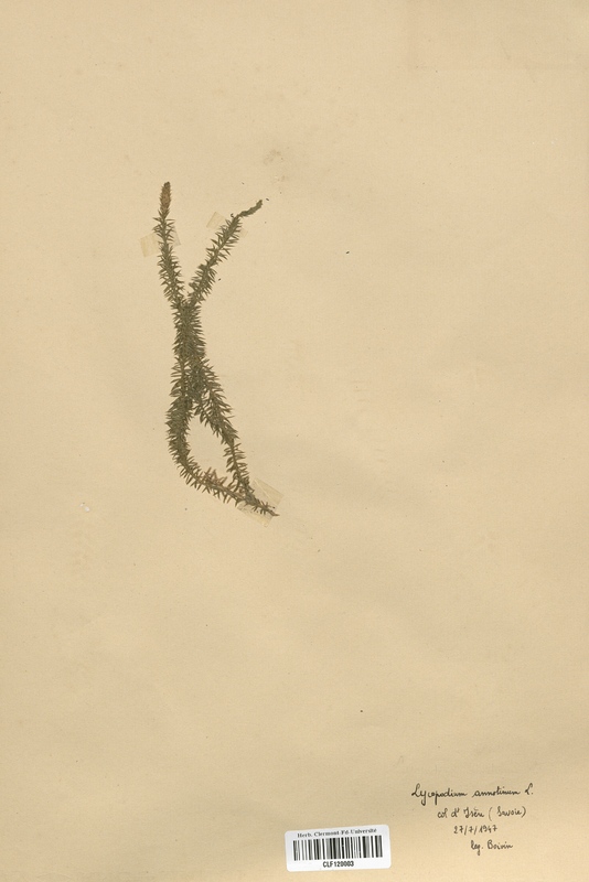 Lycopodium annotinum (Lycopodiaceae)