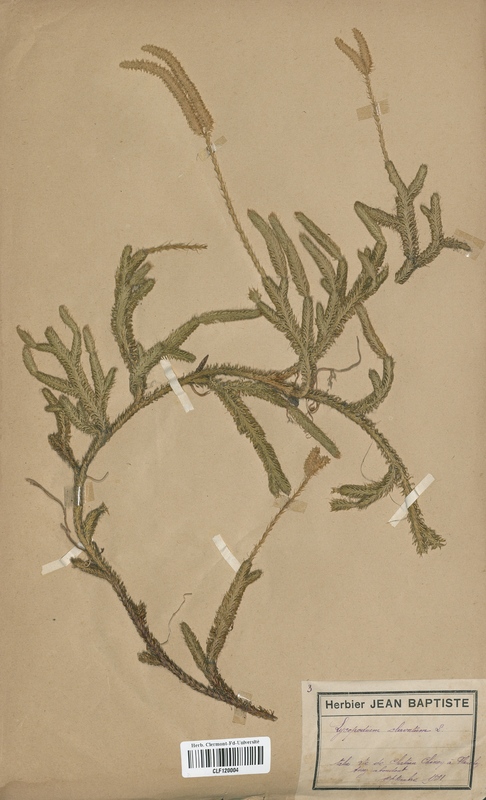 Lycopodium clavatum (Lycopodiaceae)