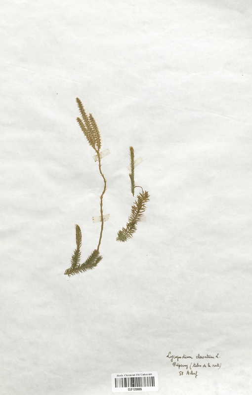 Lycopodium clavatum (Lycopodiaceae)