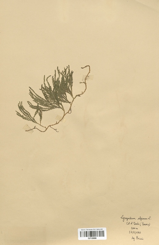 Lycopodium alpinum (Lycopodiaceae)