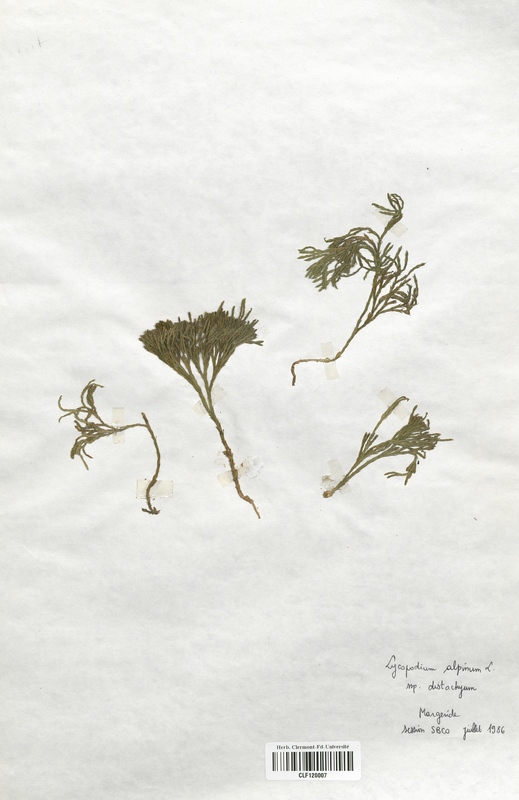 Lycopodium alpinum (Lycopodiaceae)