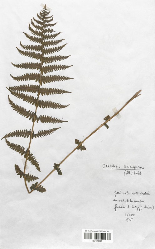 Oreopteris limbosperma (Thelyperidaceae)