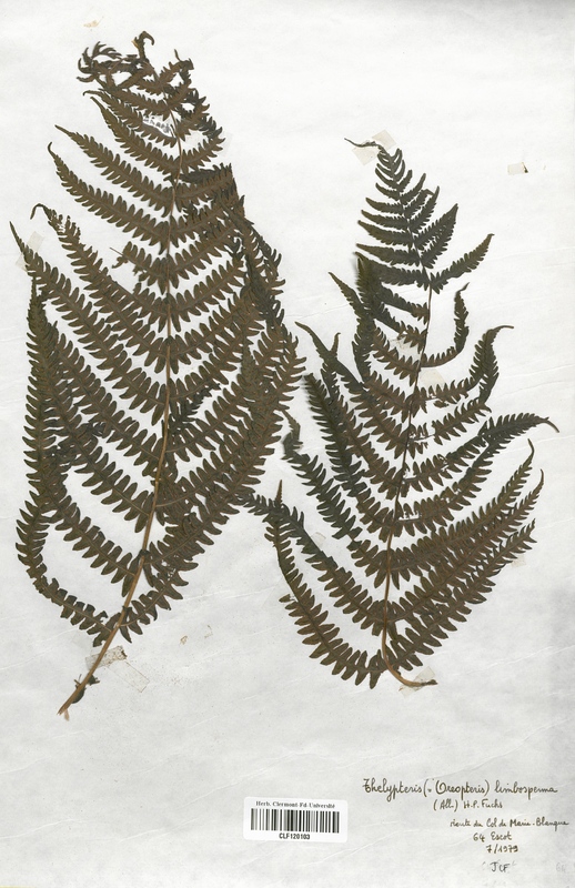 Oreopteris limbosperma (Thelyperidaceae)