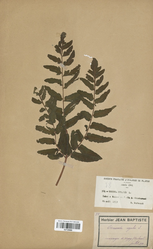 Osmunda regalis (Osmundaceae)