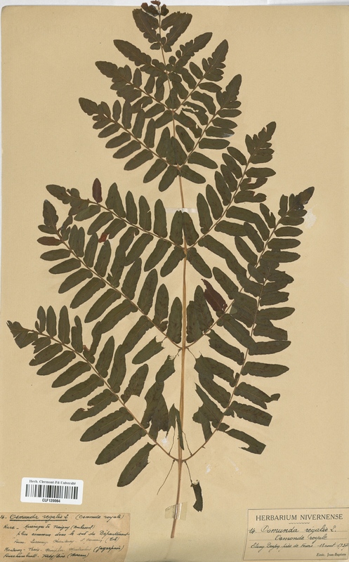 Osmunda regalis (Osmundaceae)