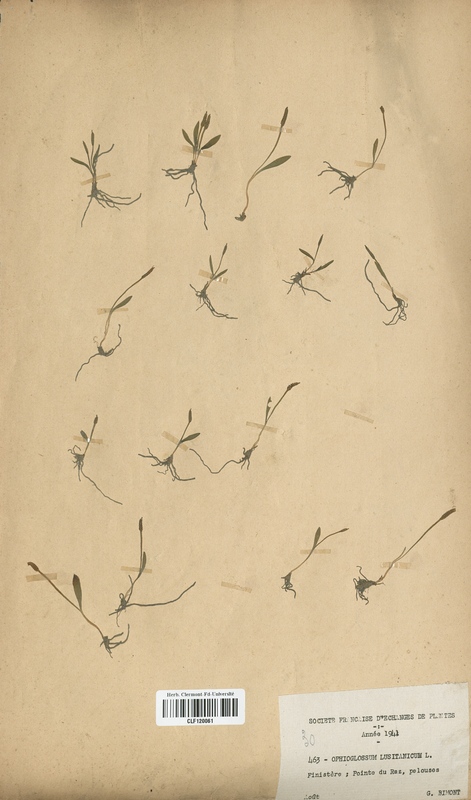 Ophioglossum lusitanicum (Ophioglossaceae)