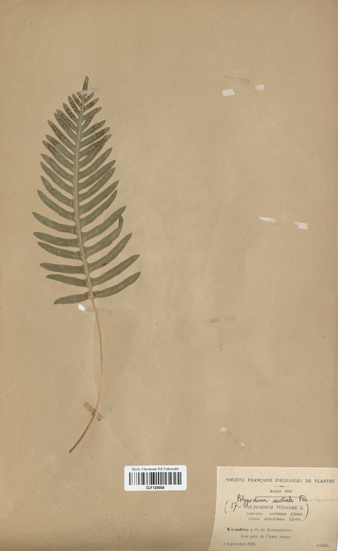 Polypodium cambricum (Polypodiaceae)