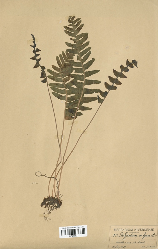 Polypodium vulgare (Polypodiaceae)