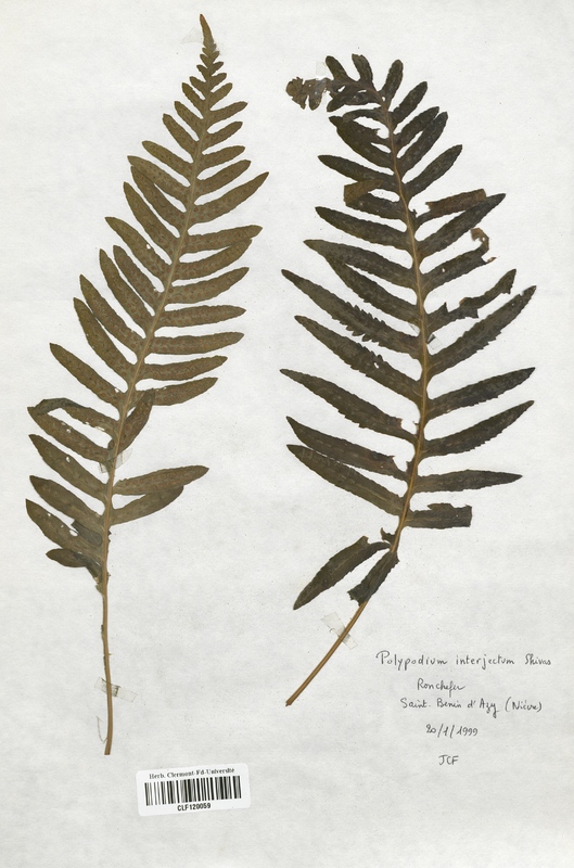 Polypodium interjection (Polypodiaceae)