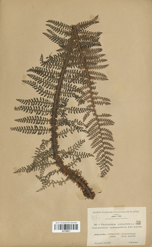 Polystichum aculeatum (Dryopteridaceae)