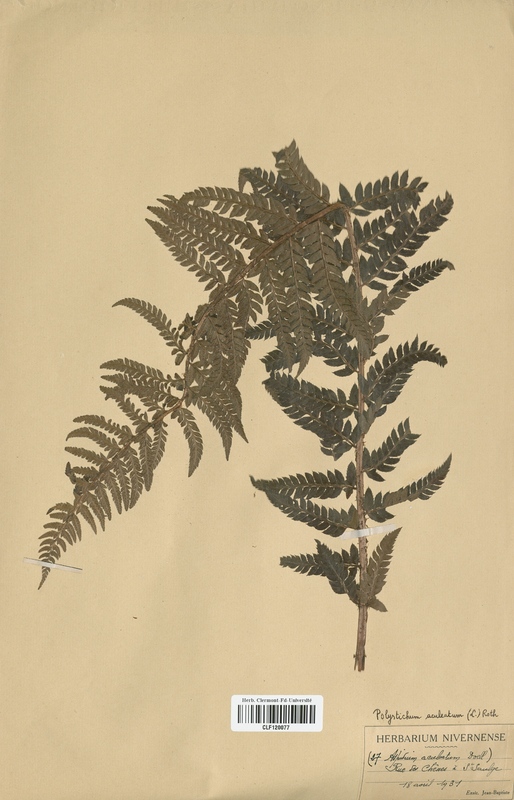 Polystichum aculeatum (Dryopteridaceae)