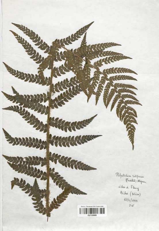 Polystichum setiferum (Dryopteridaceae)