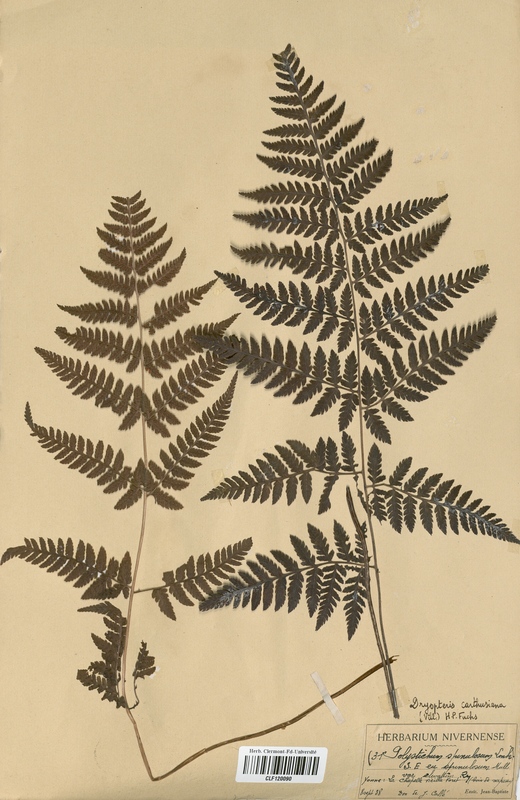 Polystichum setiferum (Dryopteridaceae)