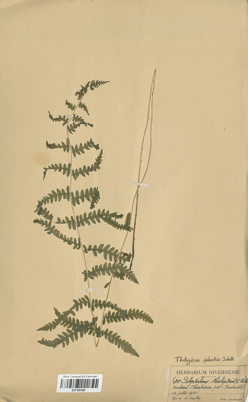 Polystichum thelypteris (Dryopteridaceae)