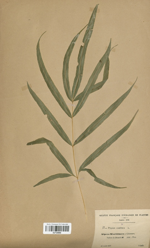Pteris cretica (Pteridaceae)