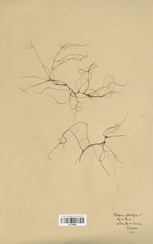 Pilulana globulifera (Marsileaceae)