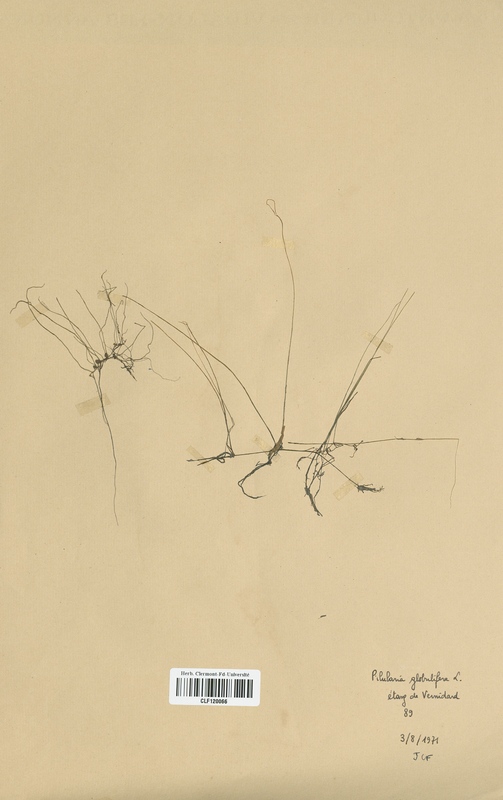 Pilulana globulifera (Marsileaceae)
