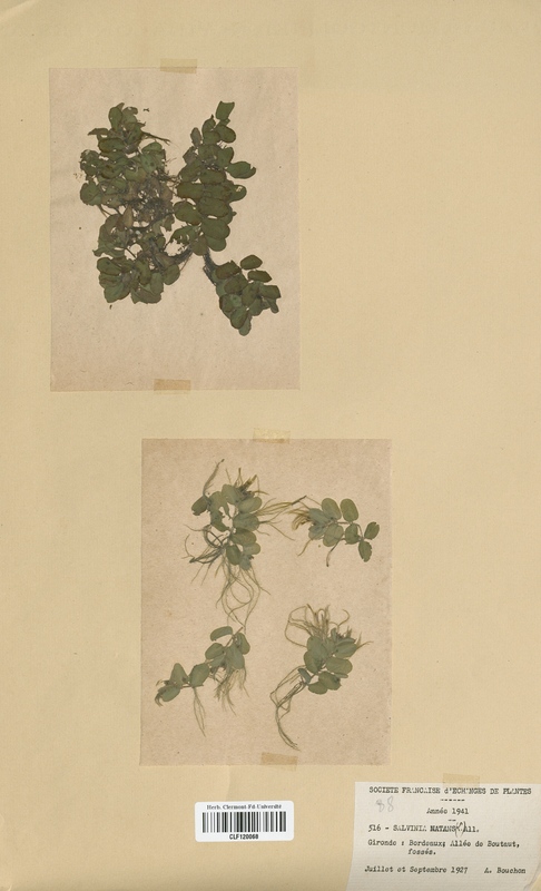 Salvinia natans (Salviniaceae)