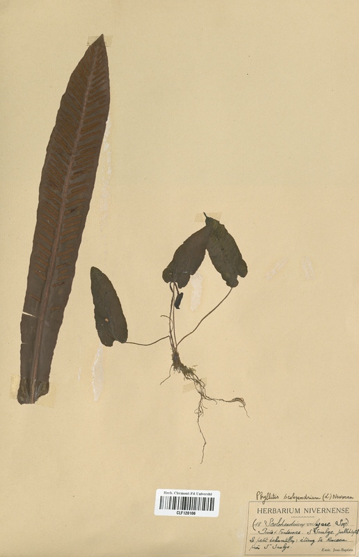 Scolopendrium vulgare (Aspleniaceae)