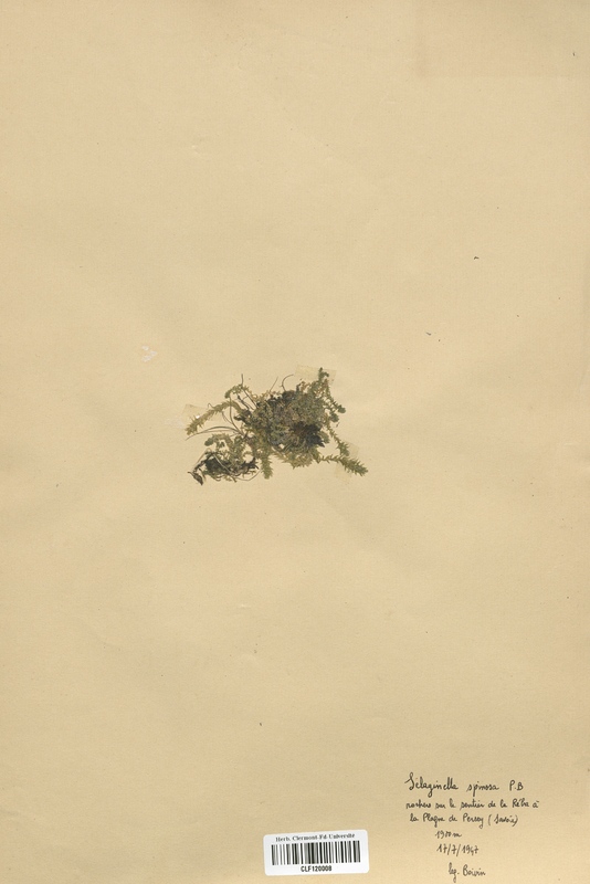 Selaginella spinosa (Selaginellaceae)