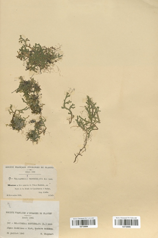Selaginella denticulata (Selaginellaceae)
