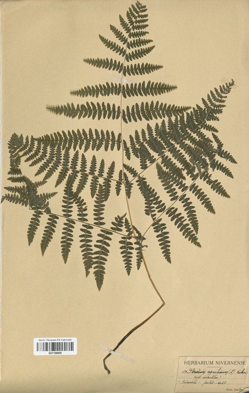 Pteridium aquilinum (Pteridaceae)