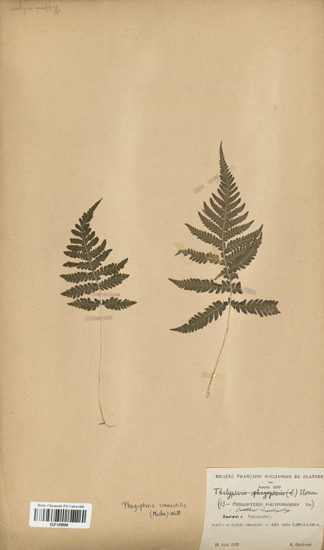Thelypteris polypodioides (Thelyperidaceae)