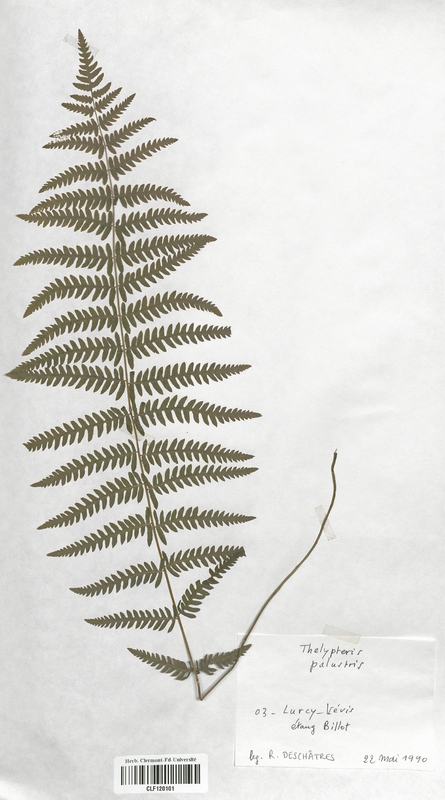 Thelypteris palustris (Thelyperidaceae)