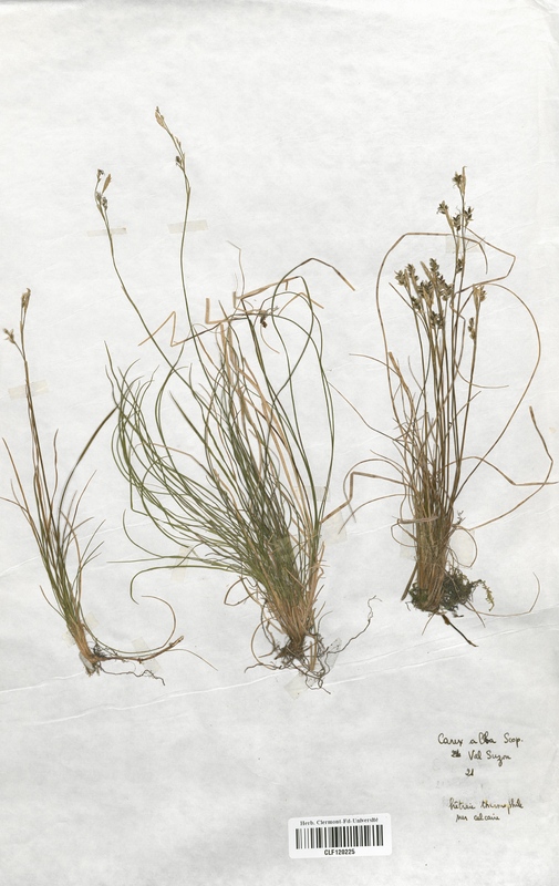 Carex alba (Cyperaceae)