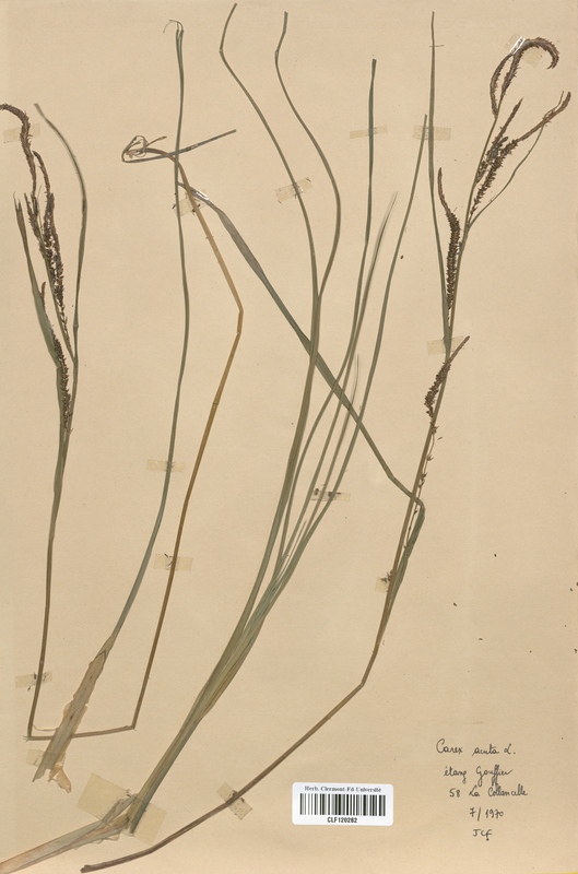 Carex acuta (Cyperaceae)