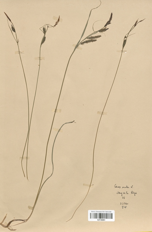 Carex acuta (Cyperaceae)