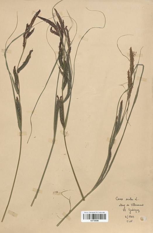 Carex acuta (Cyperaceae)