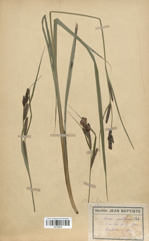 Carex acutiformus (Cyperaceae)
