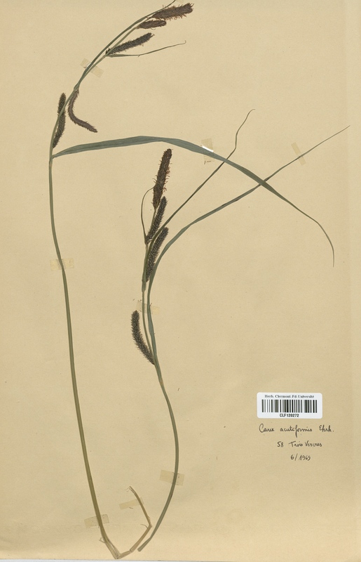 Carex acutiformus (Cyperaceae)