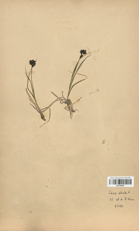 Carex atrata (Cyperaceae)