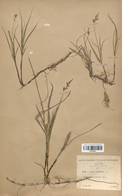 Carex arenaria (Cyperaceae)